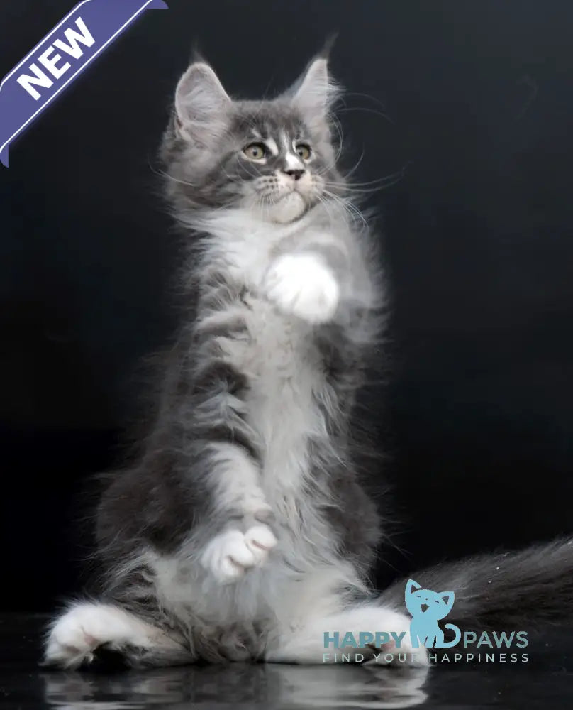 Dunaj Maine Coon Male Blue Tabby Bicolour Live Animals