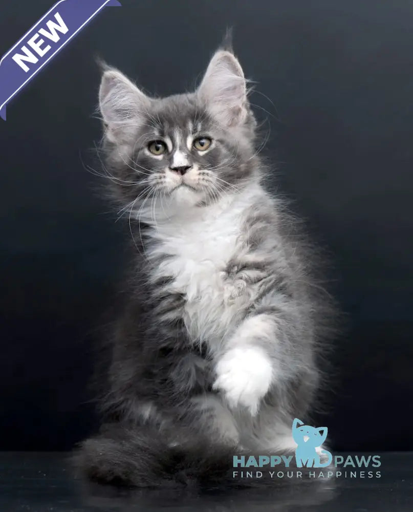 Dunaj Maine Coon Male Blue Tabby Bicolour Live Animals