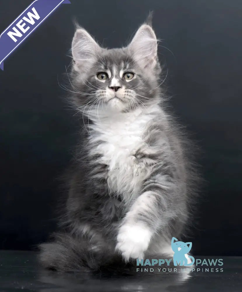 Dunaj Maine Coon Male Blue Tabby Bicolour Live Animals