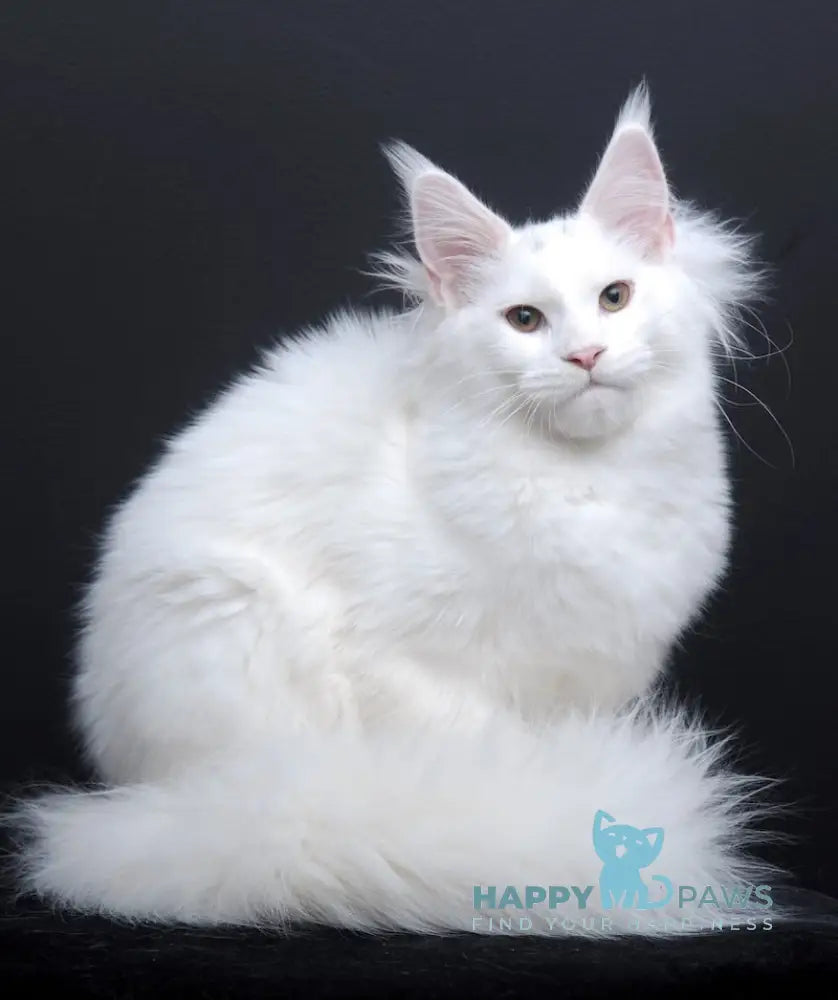 Dyena Maine Coon Female White Live Animals