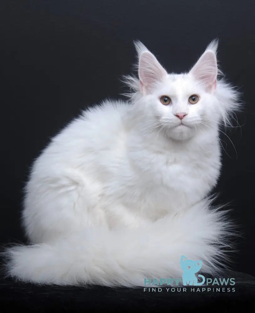 Dyena Maine Coon Female White Live Animals