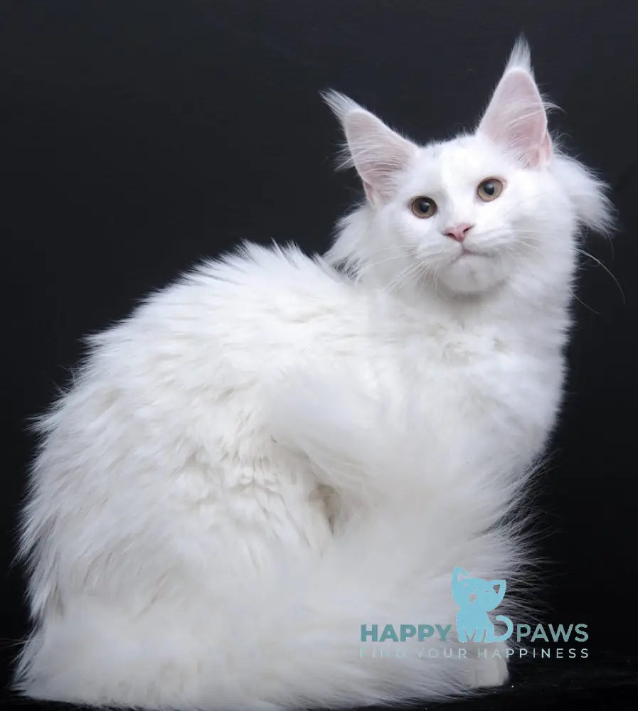 Dyena Maine Coon Female White Live Animals