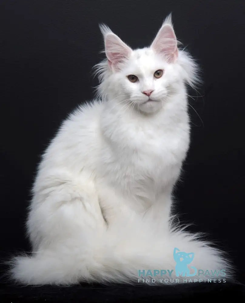 Dyena Maine Coon Female White Live Animals