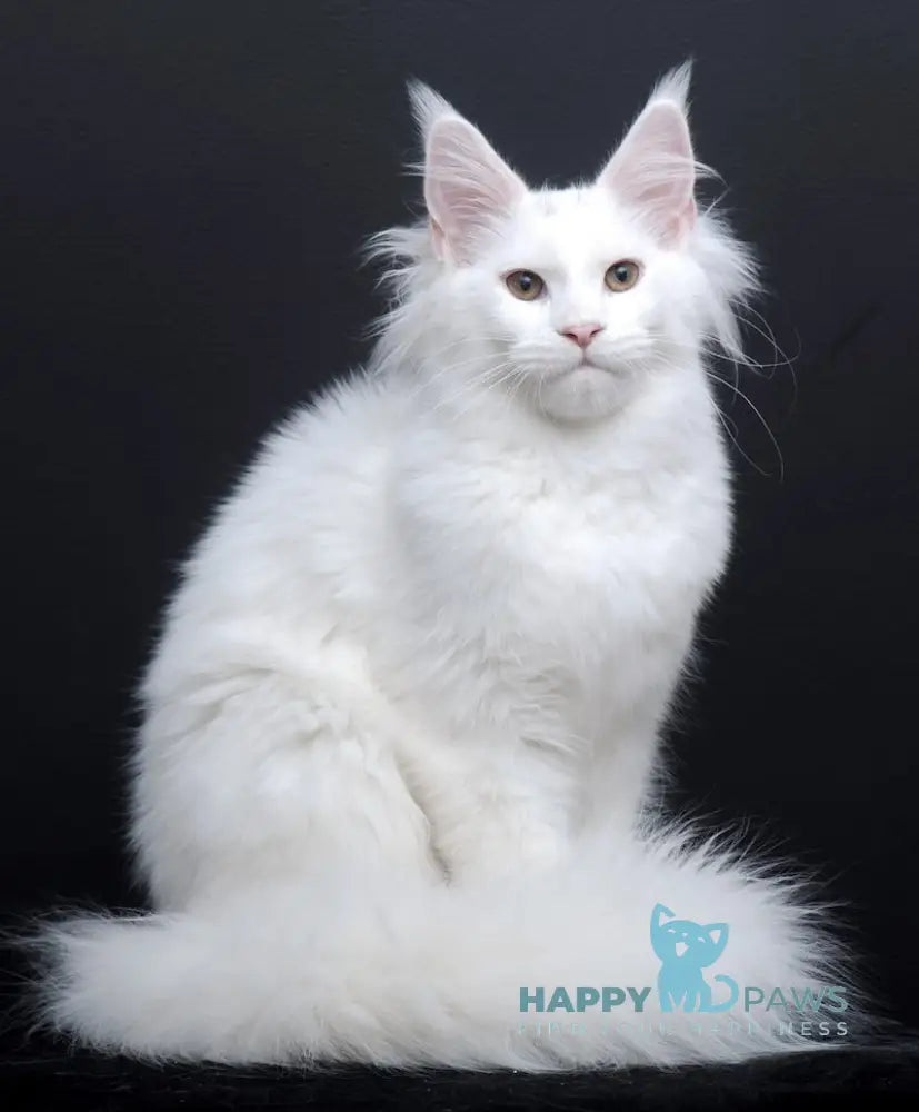 Dyena Maine Coon Female White Live Animals