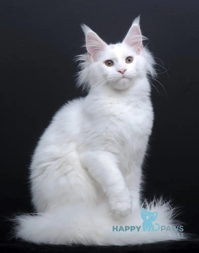 Dyena Maine Coon Female White Live Animals