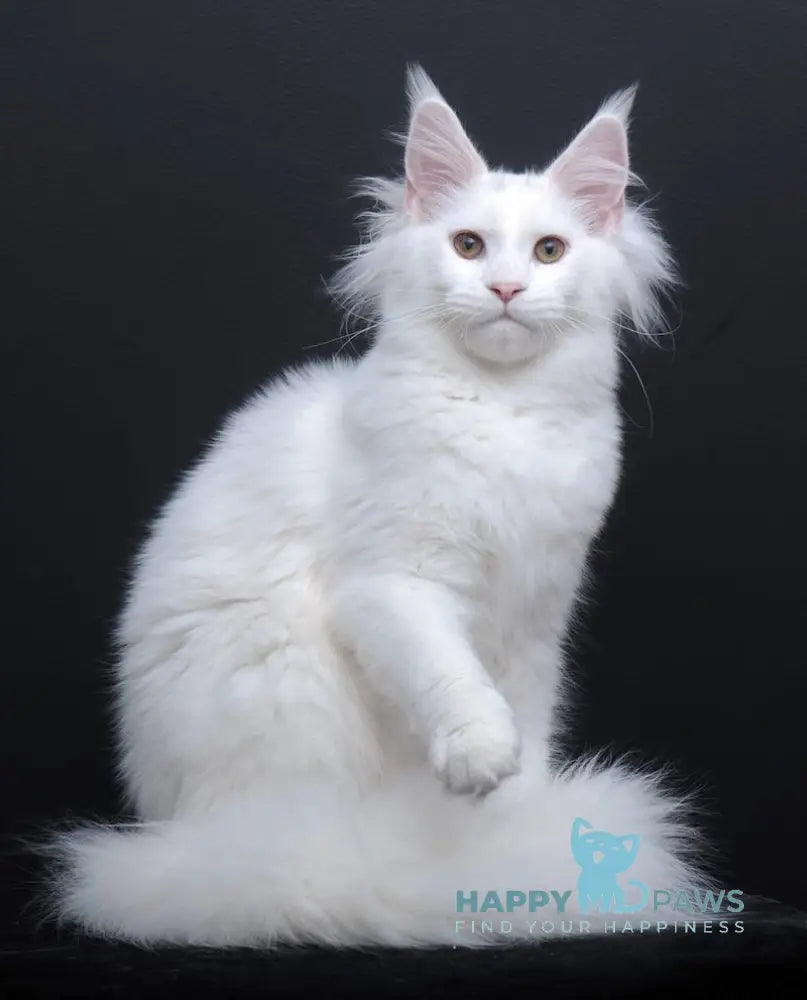 Dyena Maine Coon Female White Live Animals