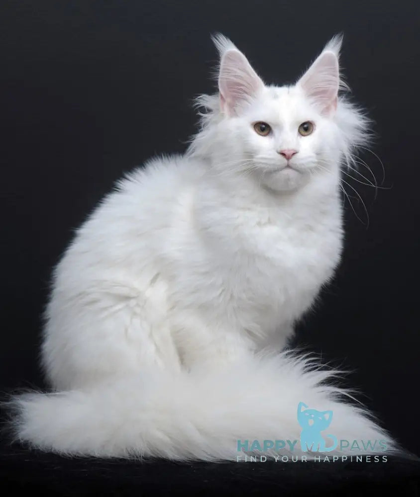 Dyena Maine Coon Female White Live Animals