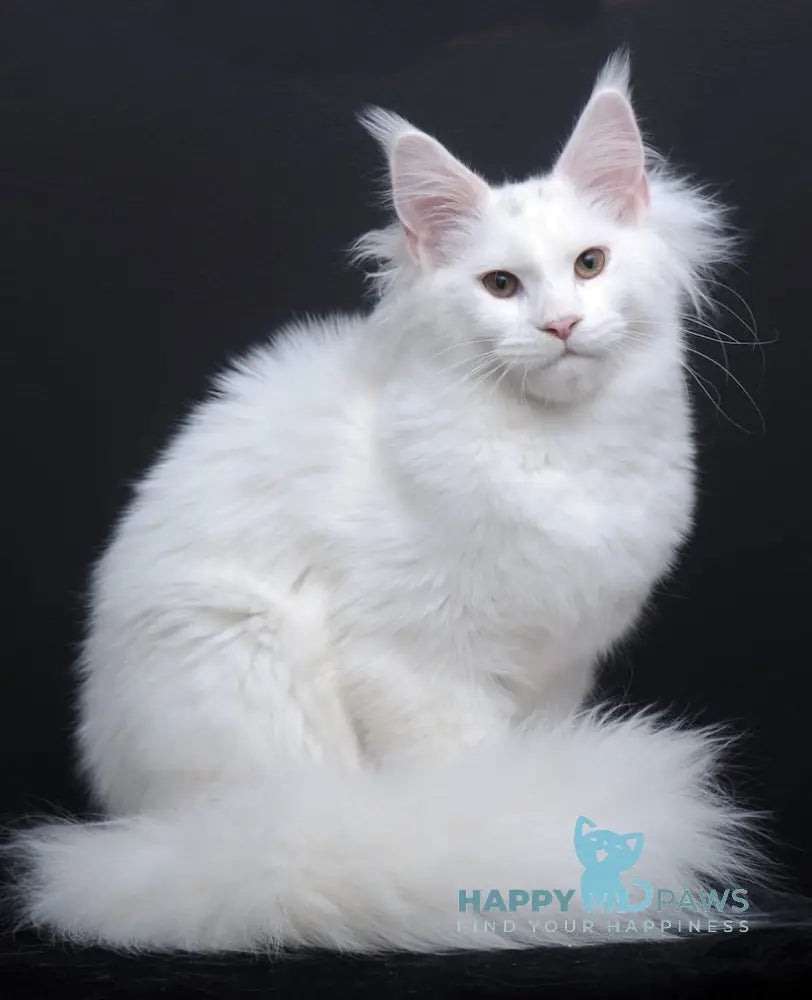 Dyena Maine Coon Female White Live Animals