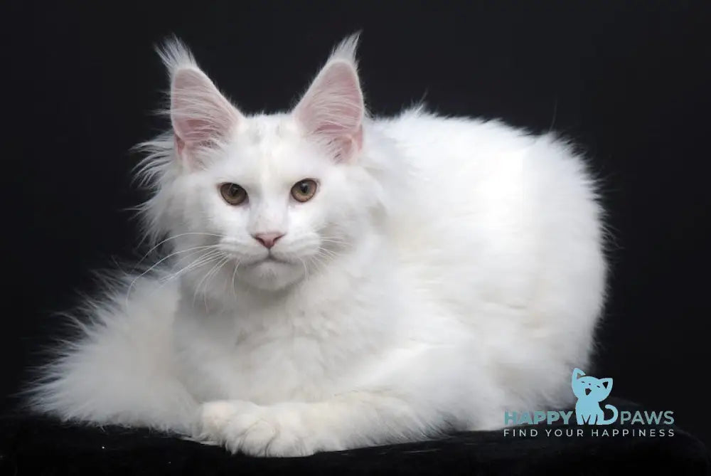 Dyena Maine Coon Female White Live Animals