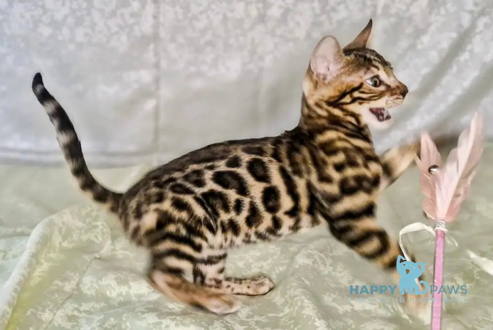 Dzherri Bengal Male Black Spotted Tabby Live Animals