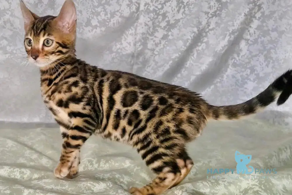 Dzherri Bengal Male Black Spotted Tabby Live Animals