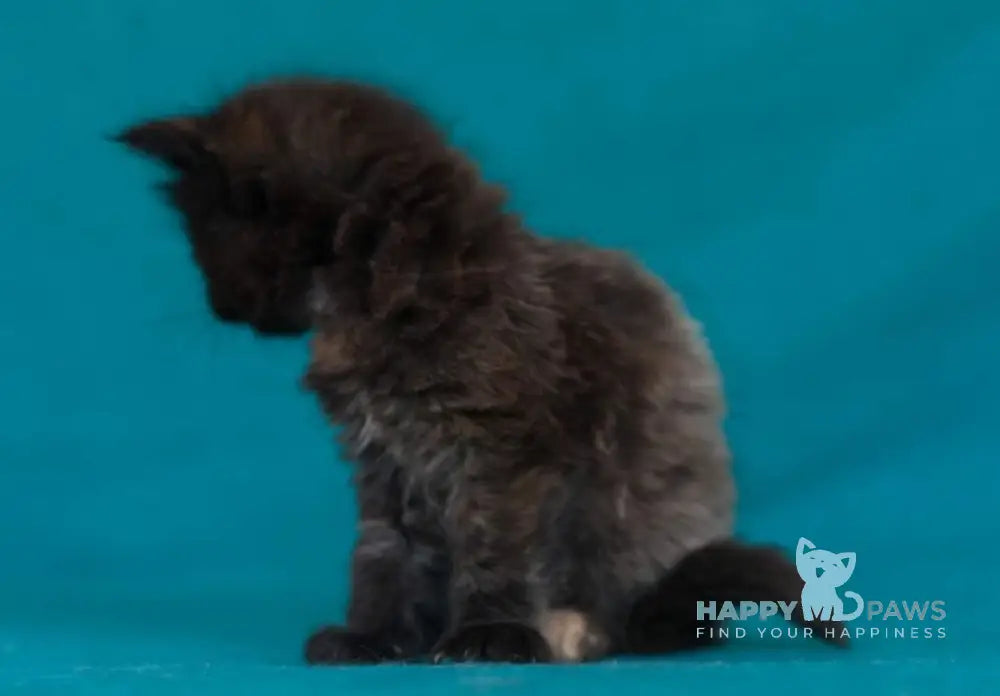 Easy Love Maine Coon Female Black Tortie Live Animals