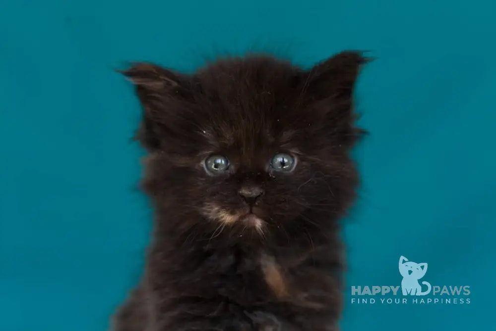 Easy Love Maine Coon Female Black Tortie Live Animals