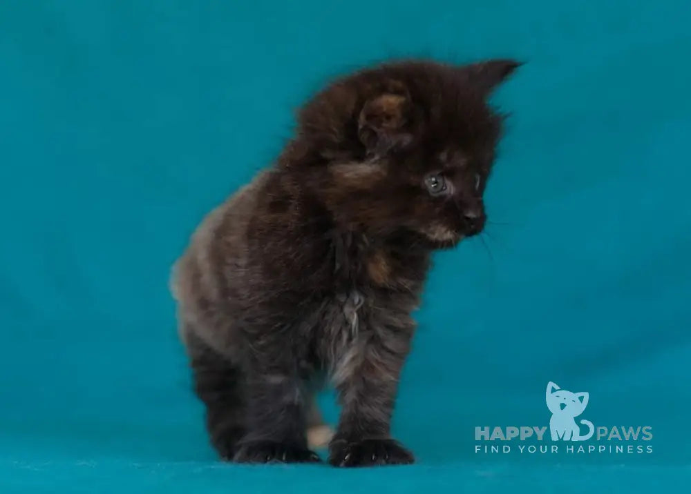 Easy Love Maine Coon Female Black Tortie Live Animals