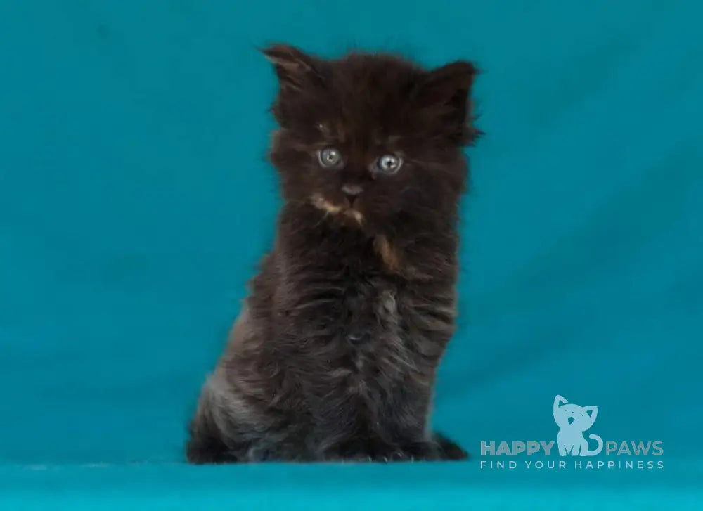 Easy Love Maine Coon Female Black Tortie Live Animals