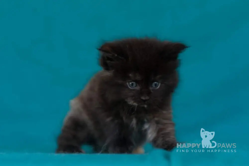 Easy Love Maine Coon Female Black Tortie Live Animals