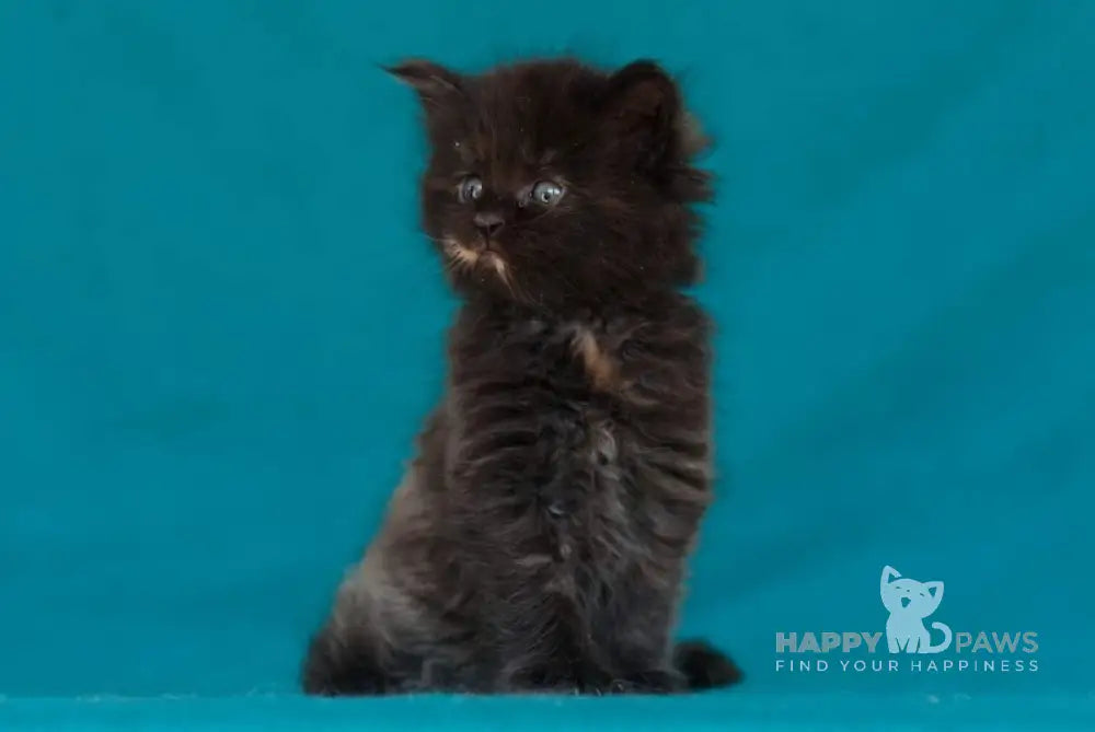 Easy Love Maine Coon Female Black Tortie Live Animals