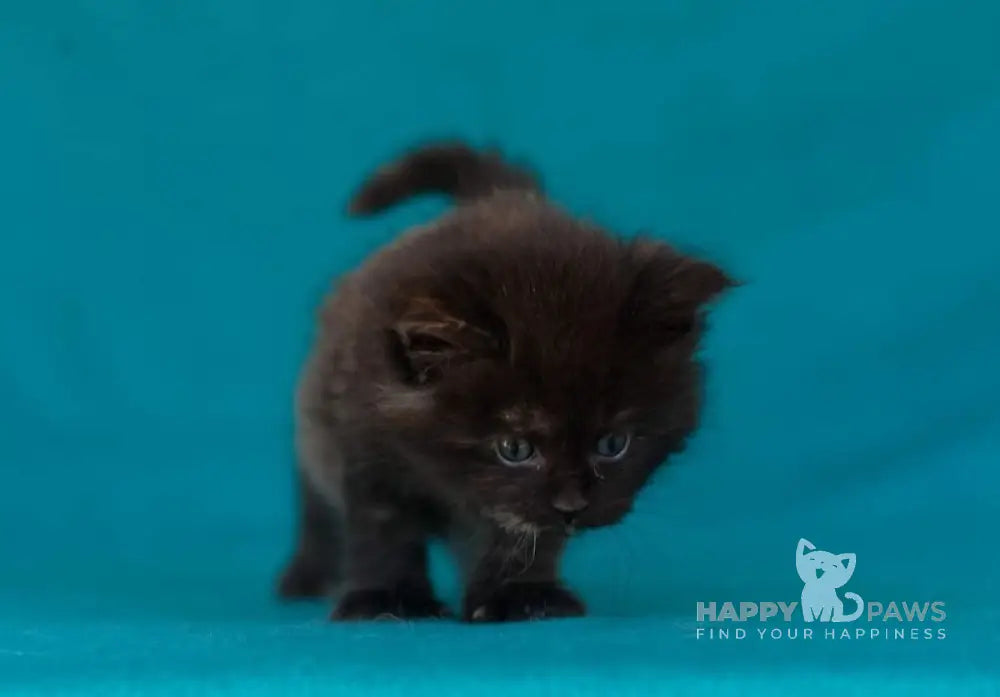 Easy Love Maine Coon Female Black Tortie Live Animals