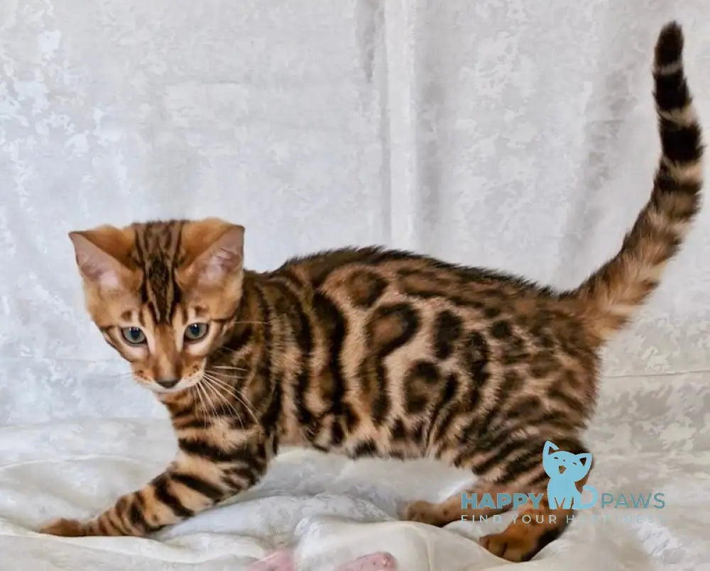 Eddi Bengal male black spotted tabby live animals