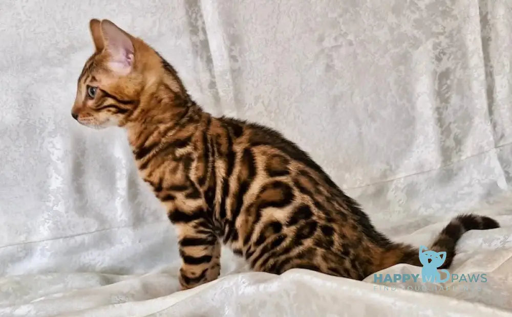 Eddi Bengal male black spotted tabby live animals