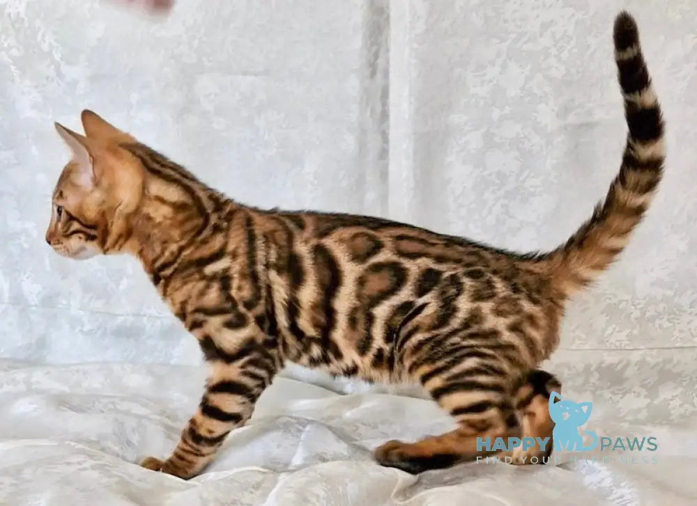 Eddi Bengal male black spotted tabby live animals