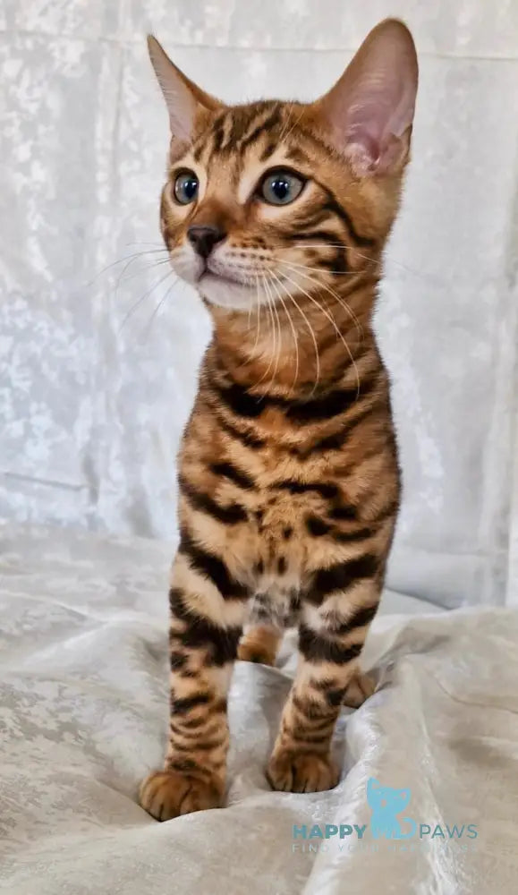 Eddi Bengal male black spotted tabby live animals