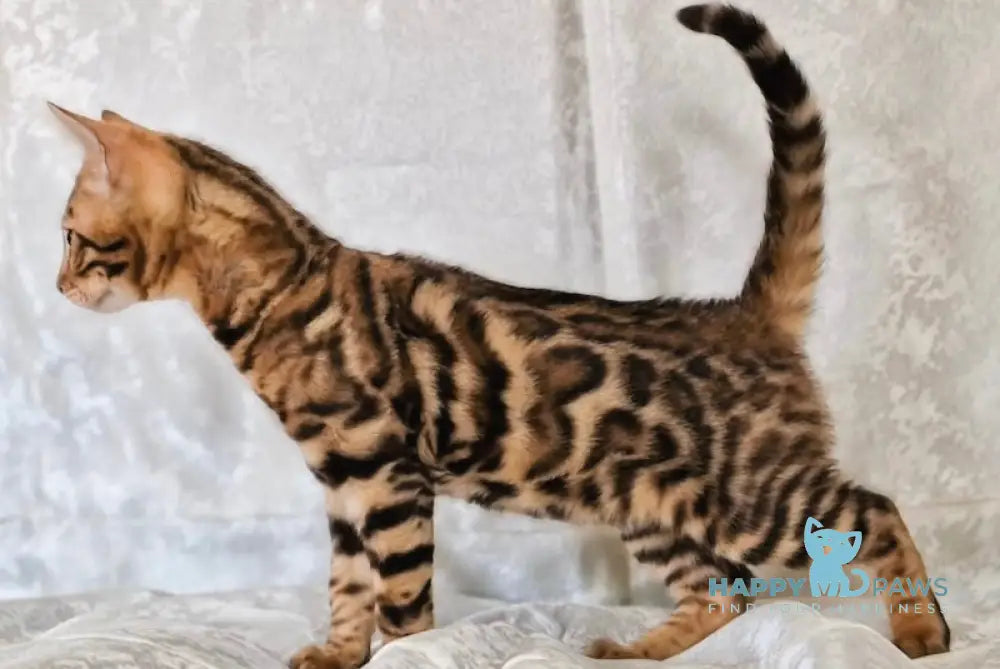 Eddi Bengal male black spotted tabby live animals