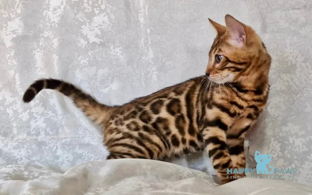 Eddi Bengal male black spotted tabby live animals