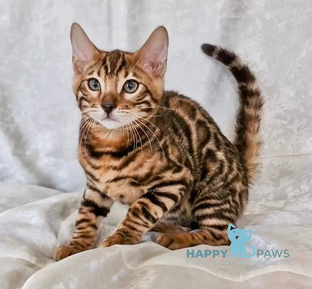 Eddi Bengal male black spotted tabby live animals