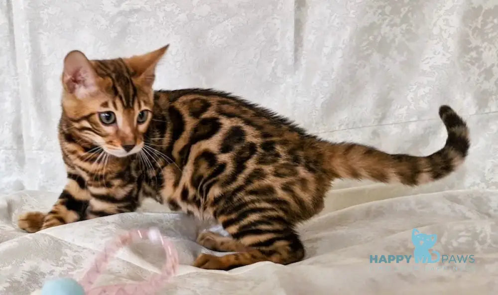 Eddi Bengal male black spotted tabby live animals