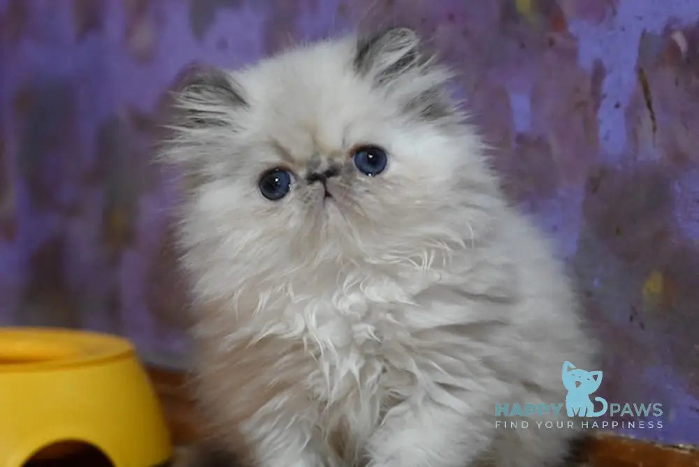 Edith Persian Female Blue Tortie Lynx Pointed Live Animals