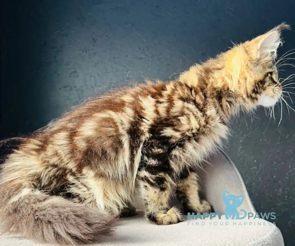 Egera Maine Coon female black tabby live animals