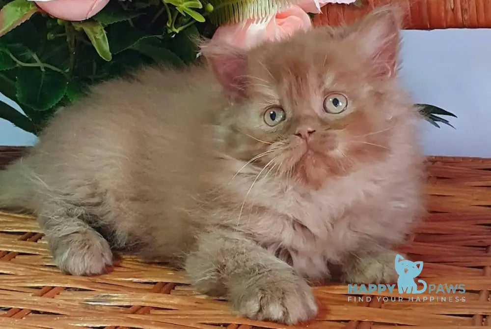 Egor British Longhair Male Cinnamon Live Animals