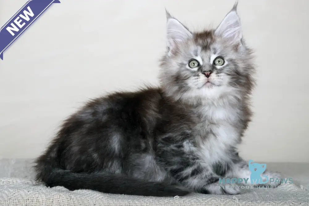 Egregore Maine Coon Male Black Silver Spotted Tabby Live Animals