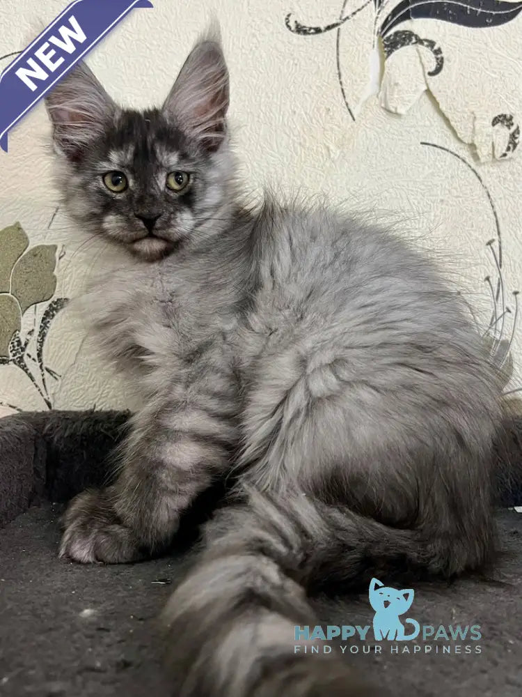 Elana Maine Coon Female Black Smoke Live Animals