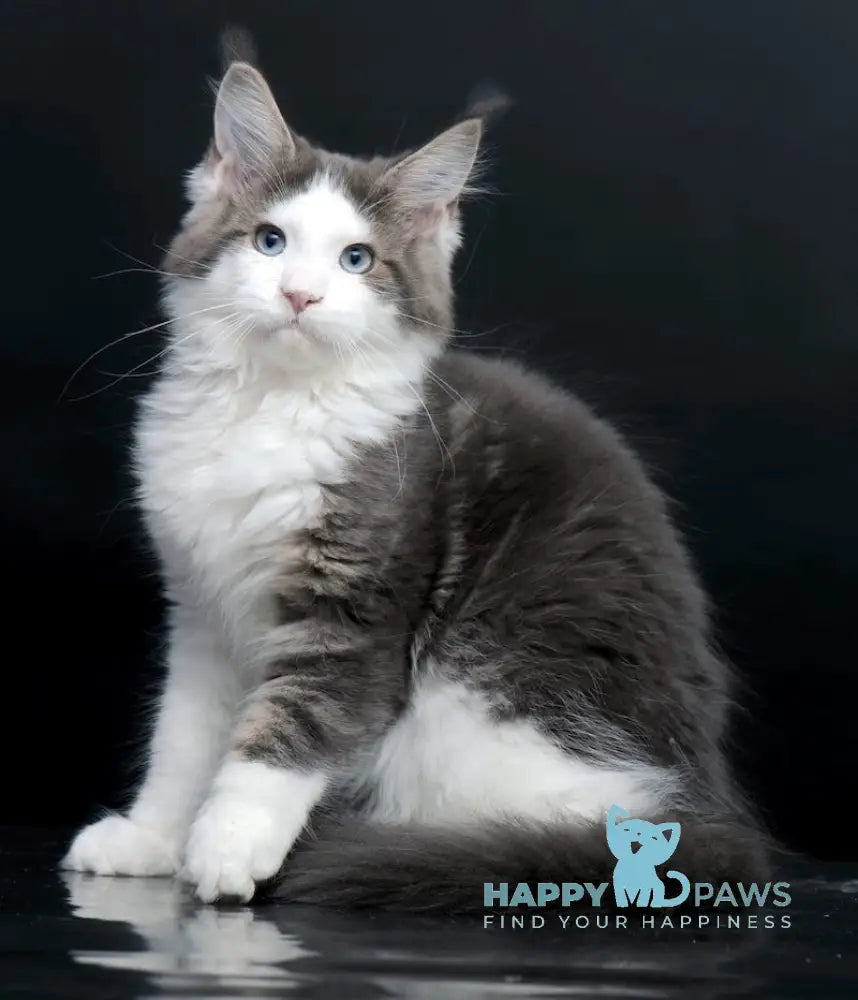 Elegy Maine Coon Female Blue Tabby Bicolour Live Animals