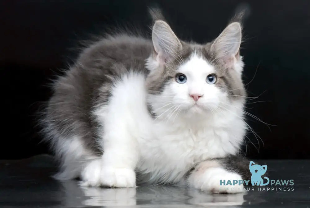 Elegy Maine Coon Female Blue Tabby Bicolour Live Animals