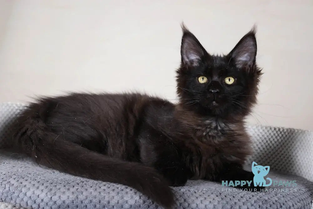 Elena Maine Coon Female Black Live Animals