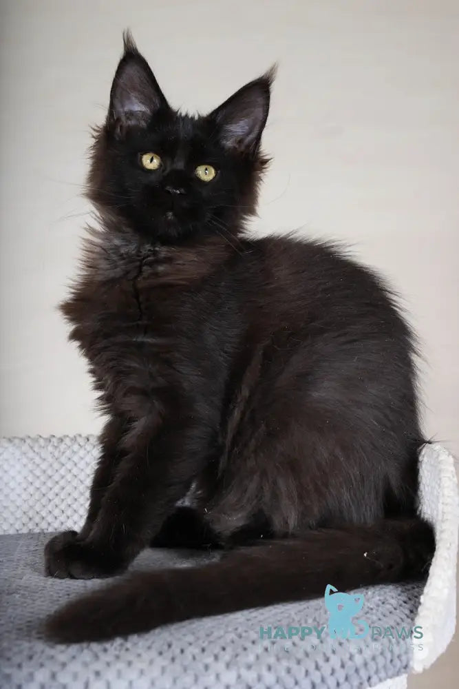 Elena Maine Coon Female Black Live Animals