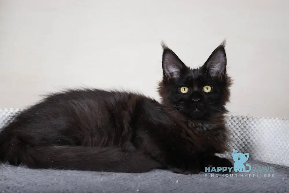 Elena Maine Coon Female Black Live Animals