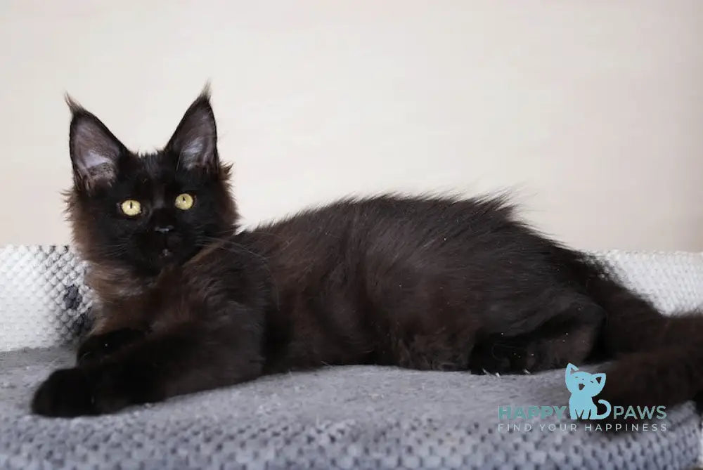 Elena Maine Coon Female Black Live Animals