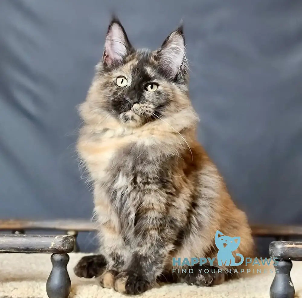 Elena Maine Coon Female Black Tortie Live Animals