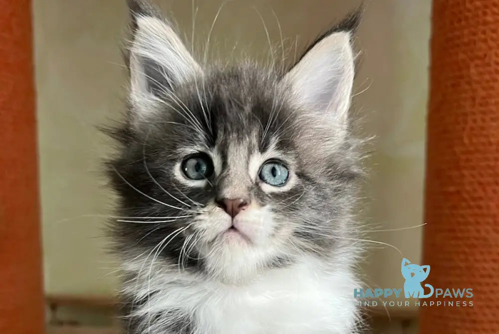 Elias Maine Coon Male Black Silver Tabby With White Live Animals