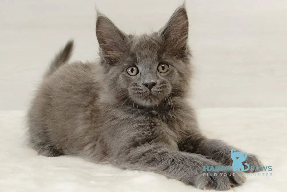 Elif Maine Coon Male Blue Live Animals
