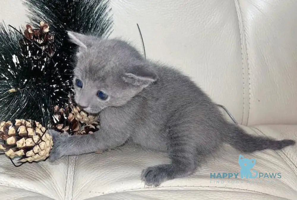 Elisa Russian Blue Female Blue Live Animals