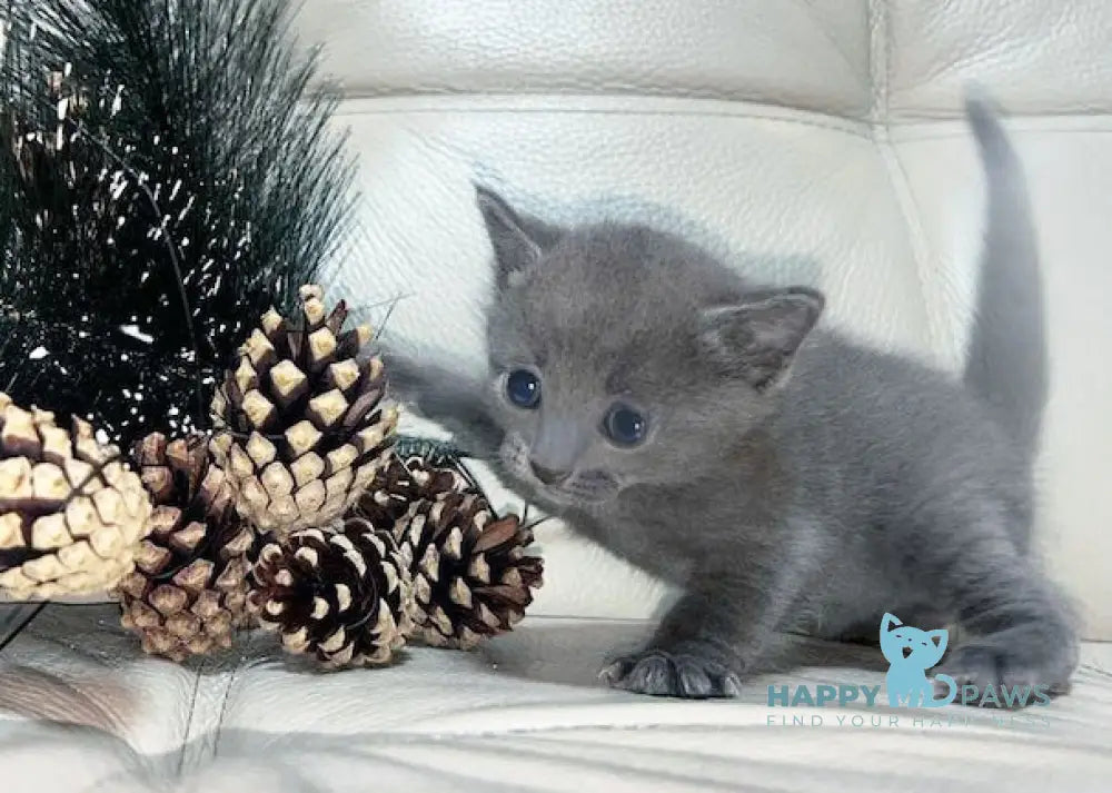 Elisa Russian Blue Female Blue Live Animals