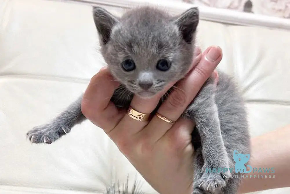 Elisa Russian Blue Female Blue Live Animals