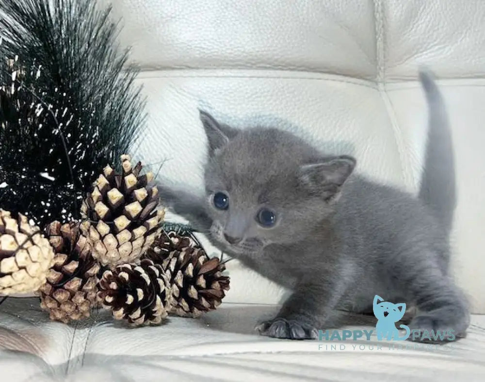 Elisa Russian Blue Female Blue Live Animals