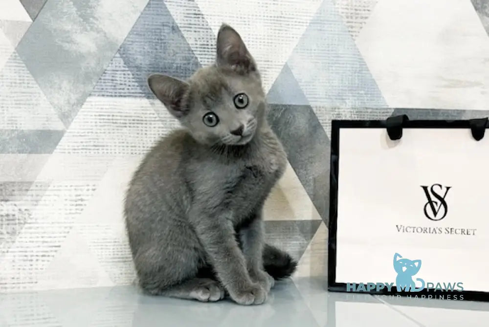 Elisa Russian Blue Female Blue Live Animals