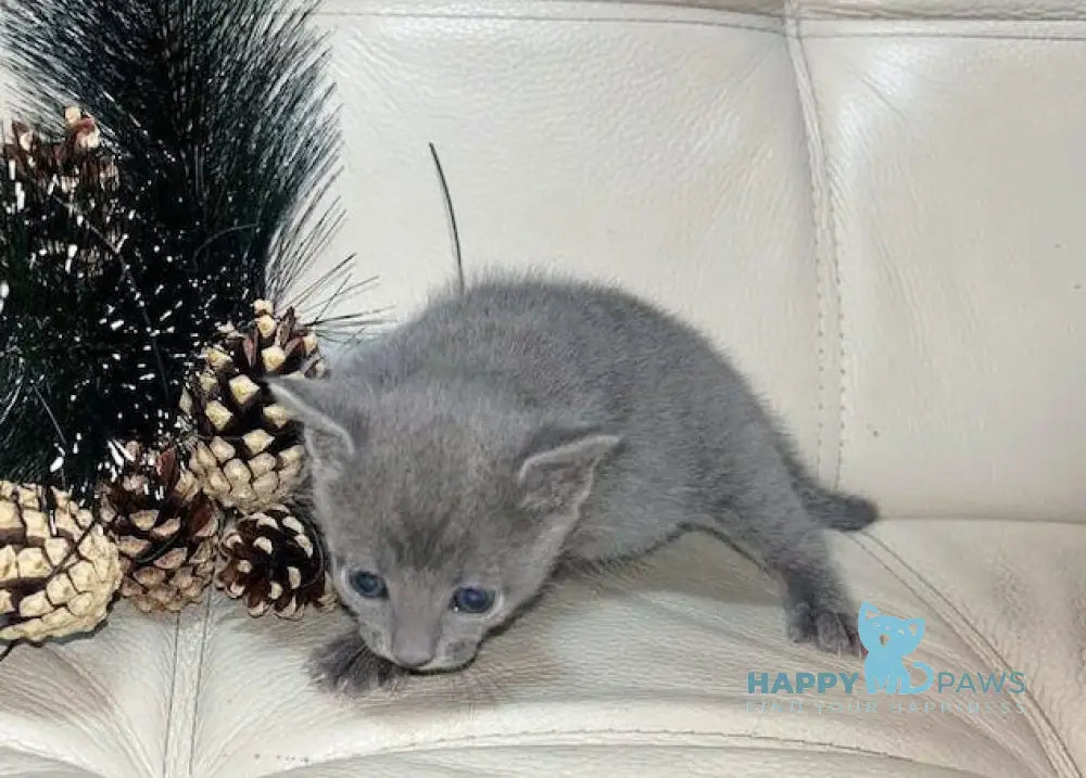 Elisa Russian Blue Female Blue Live Animals